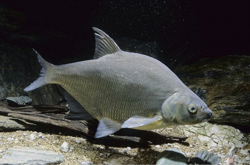 В пробах рыбы выявлены возбудители диплостомоза