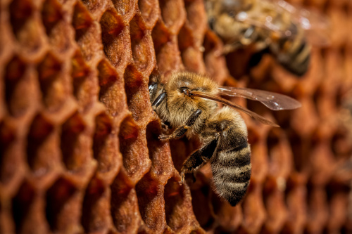 Специалисты лаборатории зарегистрировали варроатоз у пчел с пасеки в Ярославской области
