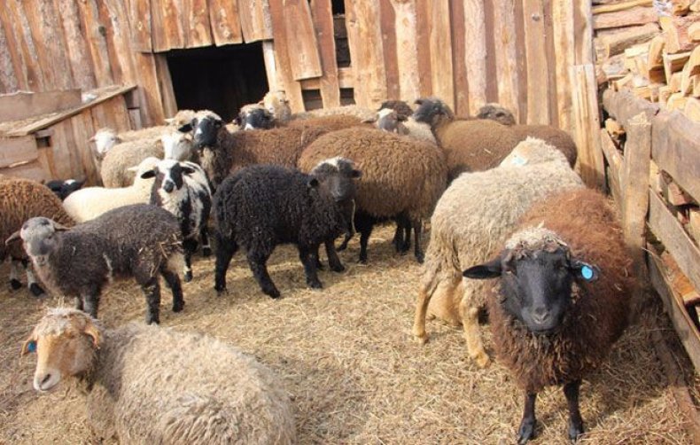 О регистрации оспы овец у животных