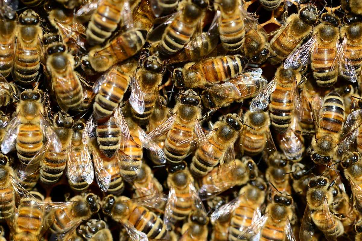 У пчел с пасеки в Ярославской области зарегистрирован варроатоз