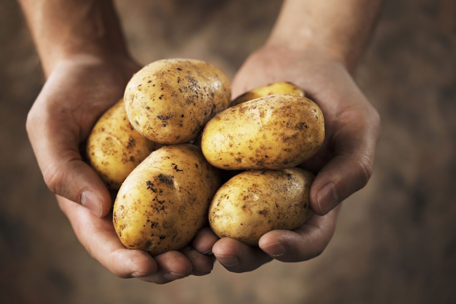 220 тонн картофеля проверили специалисты Ярославского филиала с начала текущего года