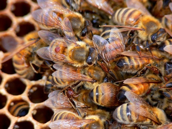 О регистрации опасного заболевания пчел