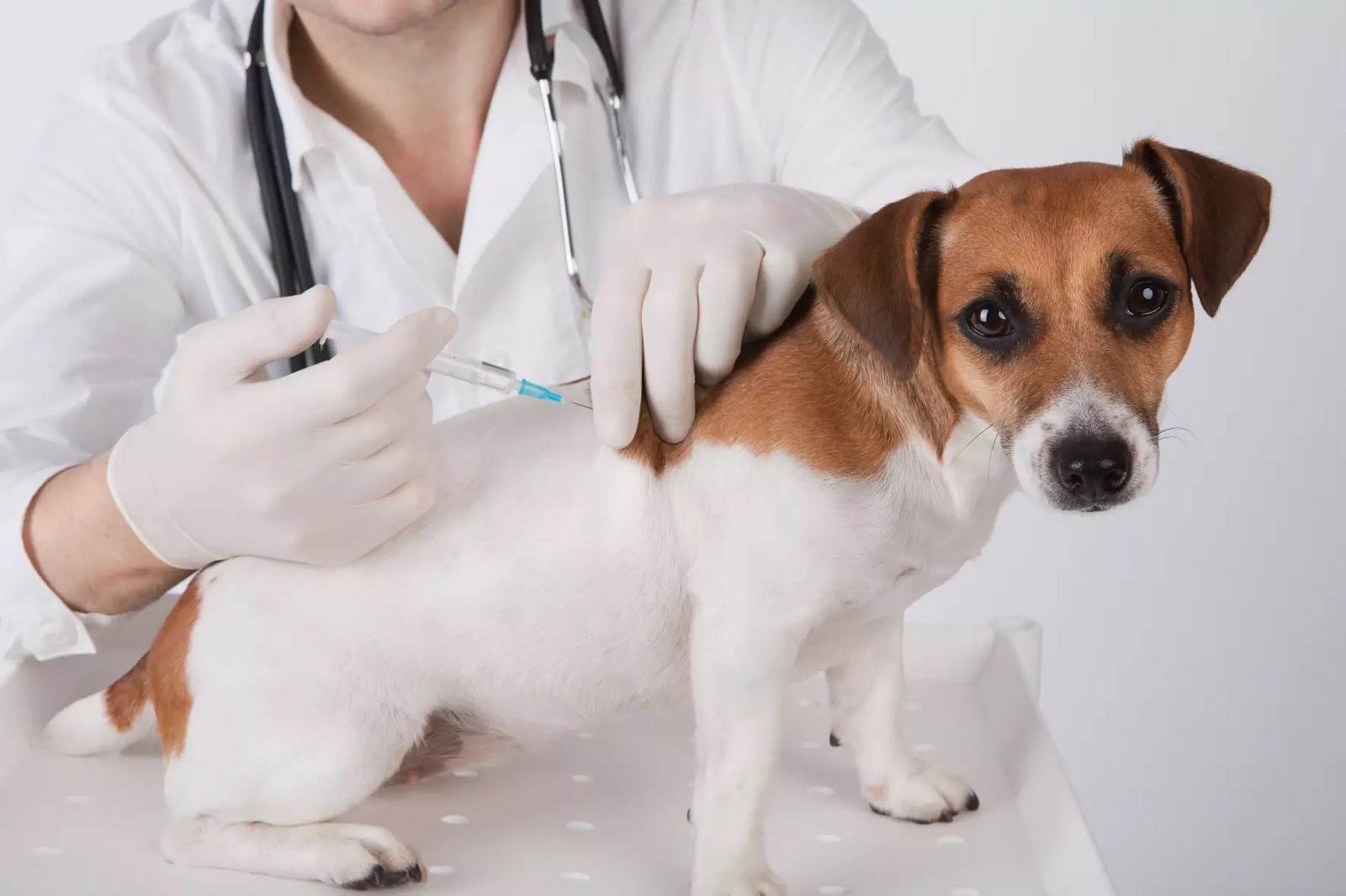 В ветеринарную клинику "Добровет" поступила вакцина "Карникан-4"
