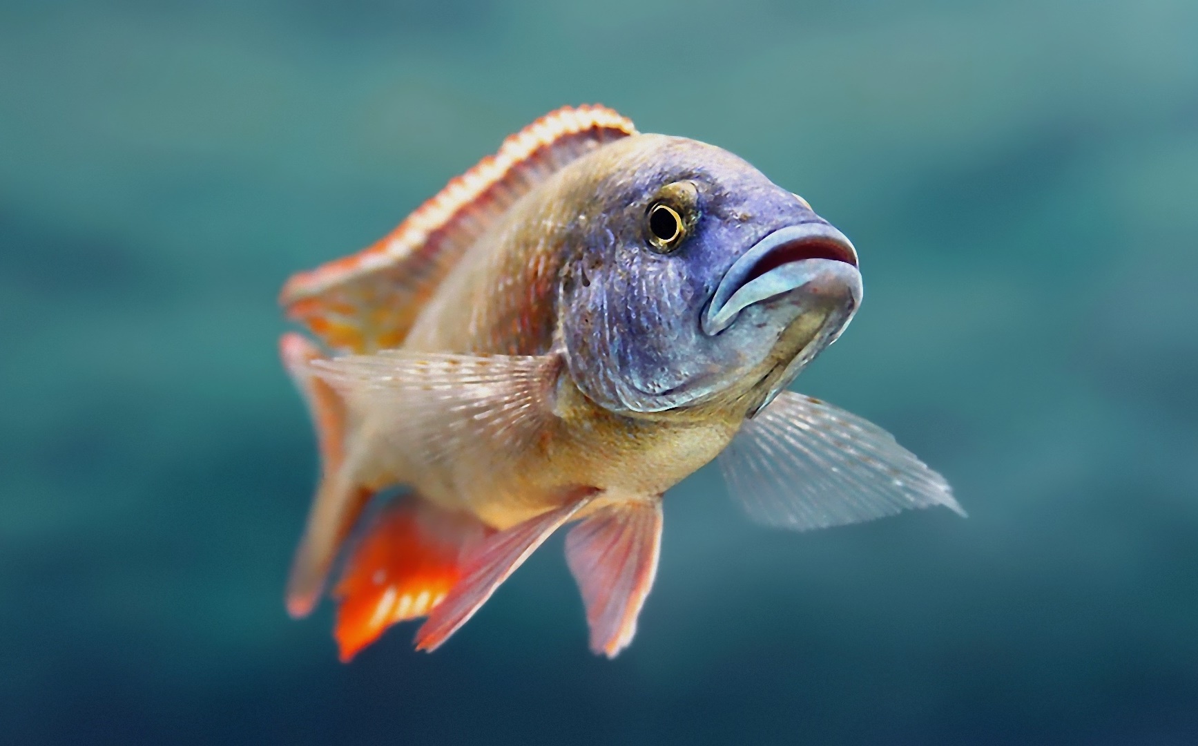 О проводимых ФГБУ "Тверская МВЛ" исследованиях по диагностике заболеваний рыб
