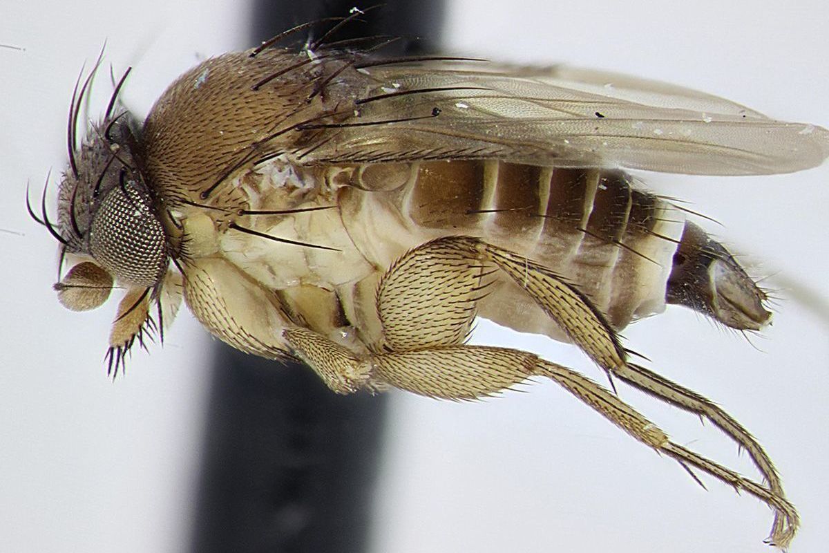 Имаго многоядной мухи-горбатки в нежизнеспособном состоянии обнаружены специалистами Ярославского отдела карантина растений