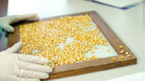 Вологодские специалисты подтвердили безопасность и качество партий семян кукурузы