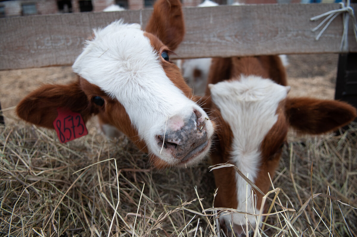 Специалистами лаборатории проводятся исследования по диагностике лейкоза крупного рогатого скота