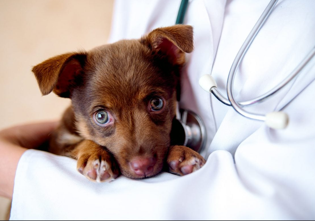 Специалистами лаборатории в биоматериале от щенка выявлена ДНК парвовирусного энтерита
