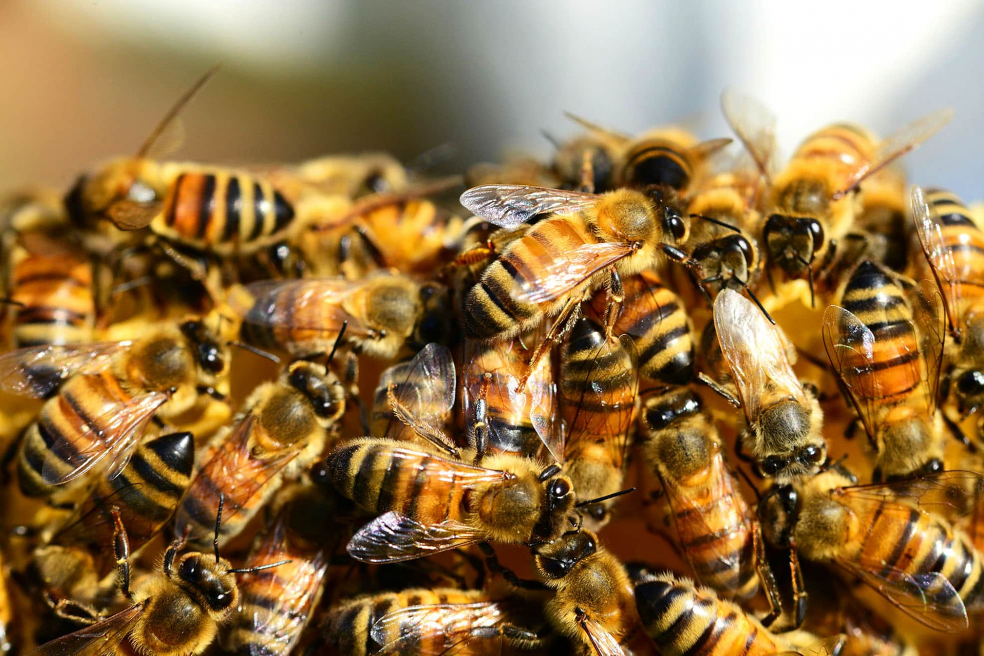 Лаборатория проводит диагностику заболеваний пчел