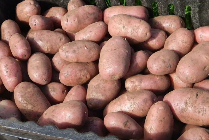 Специалисты лаборатории провели исследования экспортных партий семенного картофеля