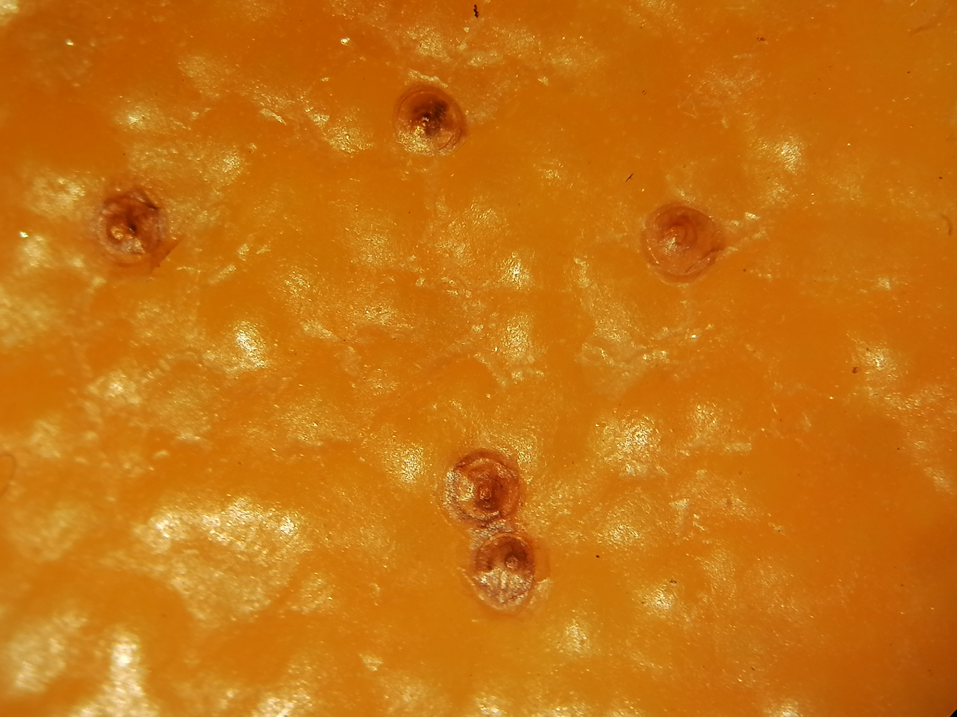 Карантинный объект выявлен в свежих апельсинах