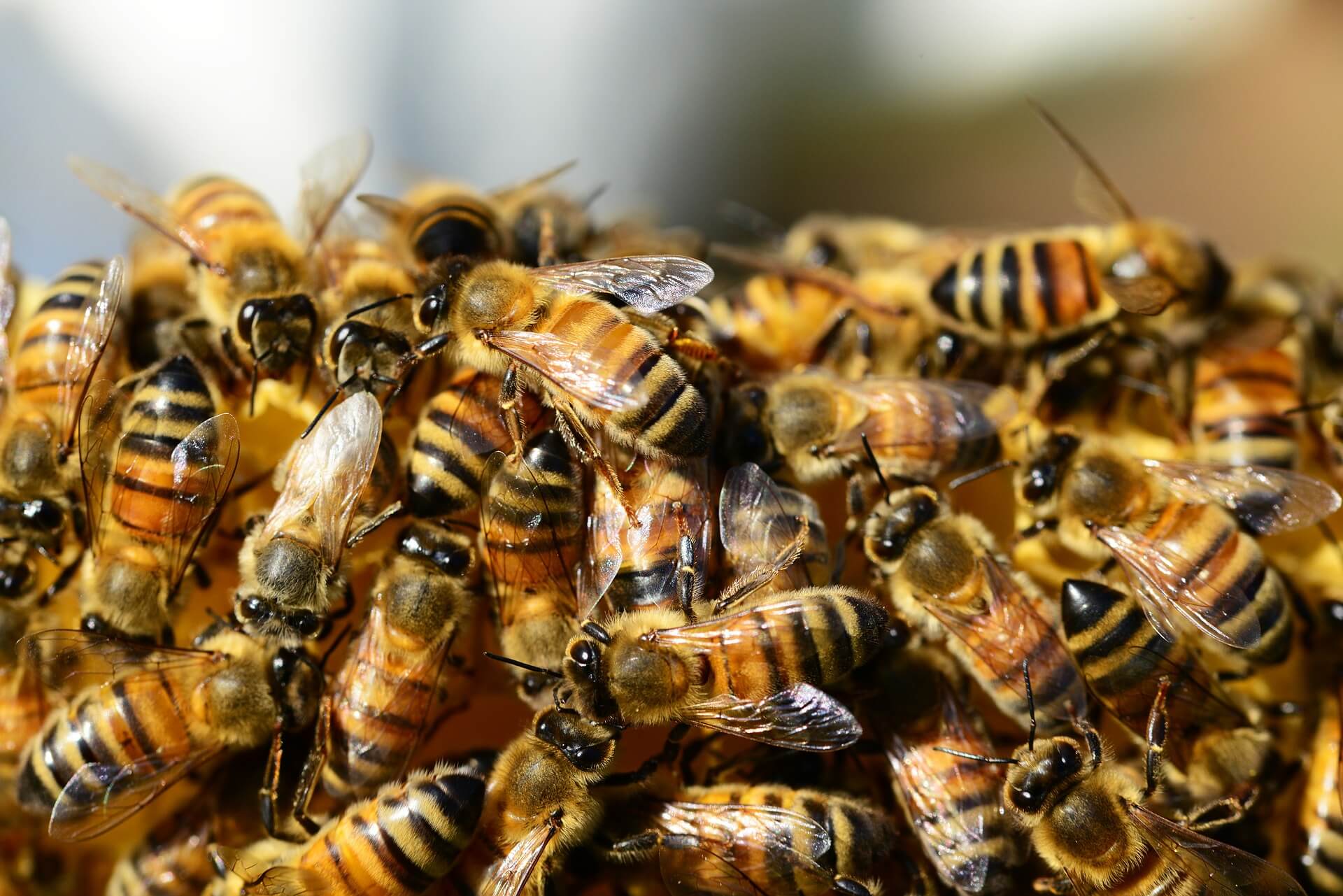 В пробе биоматериала выявлены возбудители опасного заболевания пчел