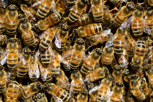 У пчел с пасеки в Некоузском районе Ярославской области зарегистрирован варроатоз