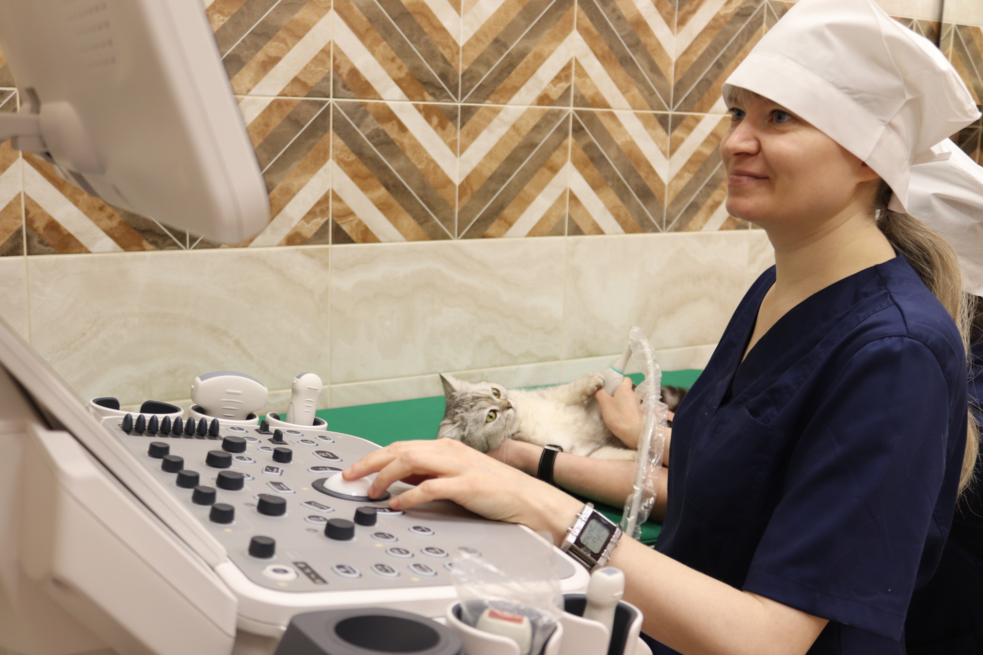 Более 500 обращений за ветеринарной помощью зарегистрировано поликлиникой «Добровет» по итогам работы в первом месяце текущего года