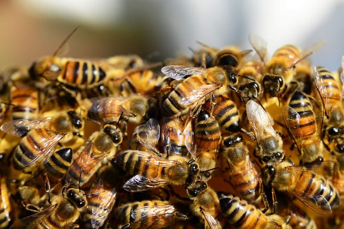 Опасное заболевание пчел зарегистрировано специалистами ФГБУ "Тверская МВЛ"